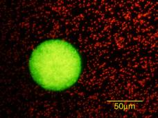 Multicolor Confocal Micro PIV System for Micro Mul